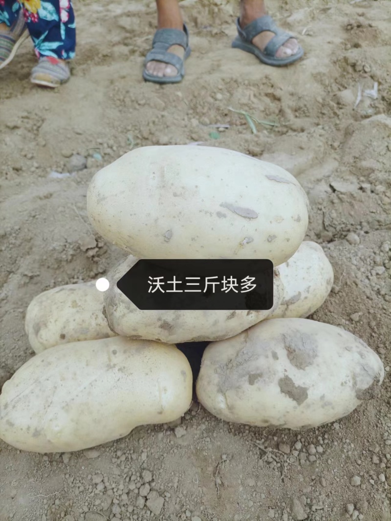 沃土荷兰希森土豆大量上市诚信为本质量好并有专业团队为你服务