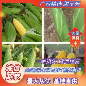 横县鲜玉米-甜玉米南宁甜玉米产地批发大量供货欢迎咨询