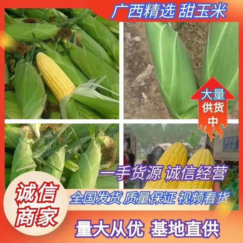 横县鲜玉米-甜玉米南宁甜玉米产地批发大量供货欢迎咨询