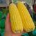 横县鲜玉米-甜玉米南宁甜玉米产地批发大量供货欢迎咨询