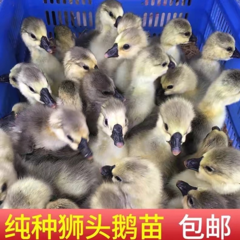 大种狮头鹅苗，健壮长势快，成年体重35斤左右，包打疫苗