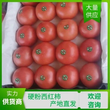 硬粉西红柿饶阳西红柿大量供应货源充足品质保证