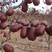新疆红枣，肉厚核小，主要的滋补佳品，可常年供货量大从优