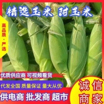 【水果玉米】横州鲜玉米原产地发货支持代发视频看货