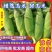 【水果玉米】横州鲜玉米原产地发货支持代发视频看货