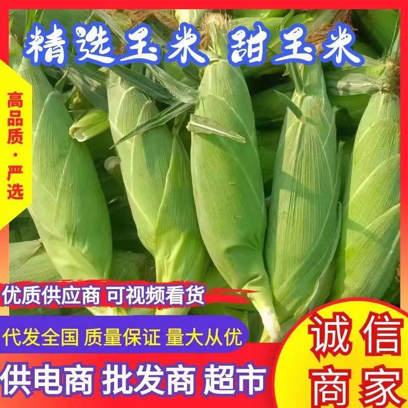 【水果玉米】横州鲜玉米原产地发货支持代发视频看货