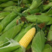【水果玉米】横州鲜玉米原产地发货支持代发视频看货