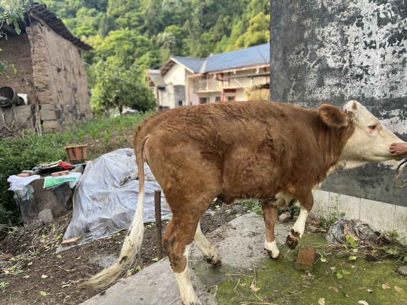 新鲜黄牛，巴中农户散户自家养殖