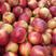 山西运城油桃，中油油桃大量供应新鲜采摘量大从优脆甜可口