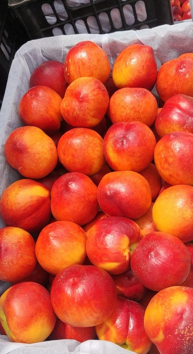山西运城油桃，中油油桃大量供应新鲜采摘量大从优脆甜可口