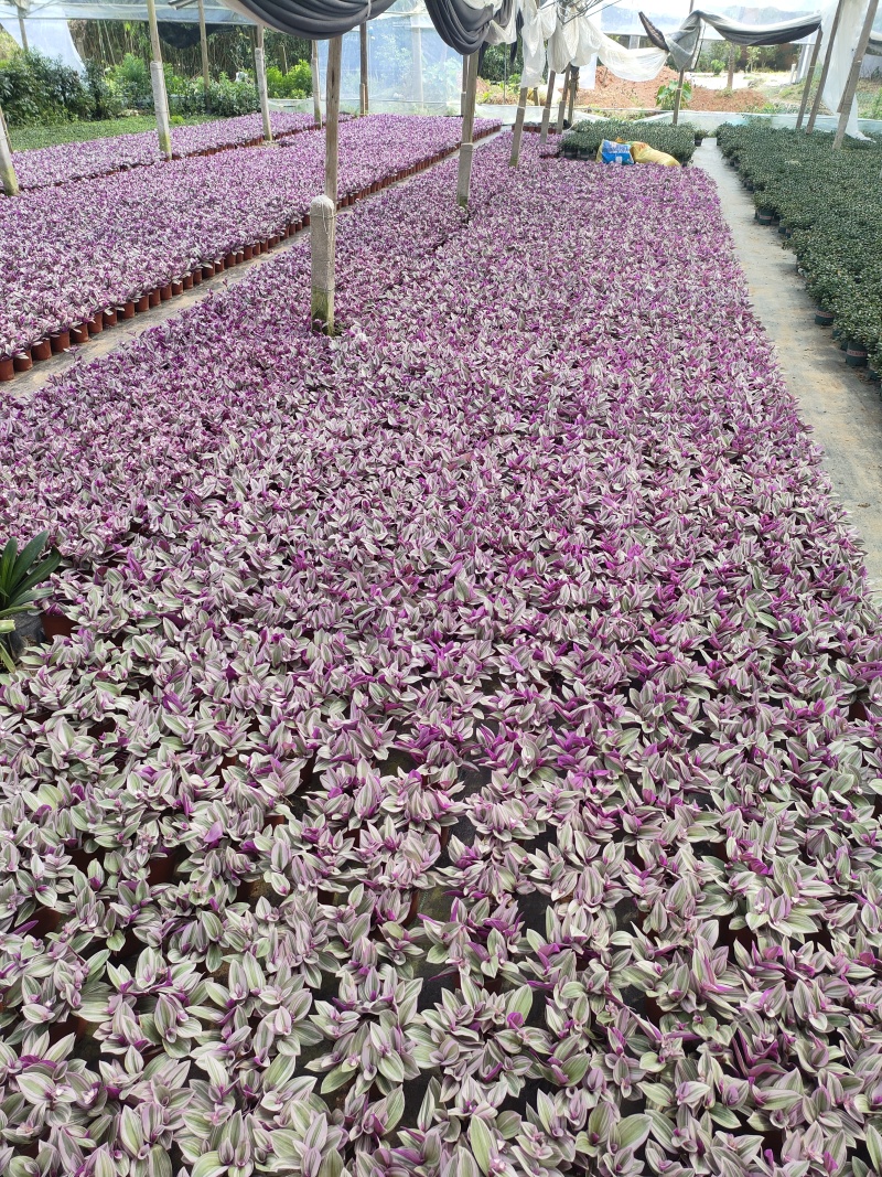 油画吊兰观花赏叶盆栽电商靓货福建龙岩基地发货