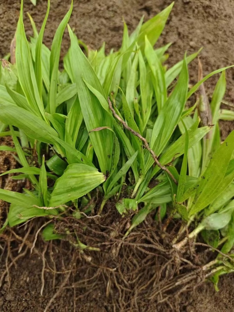 两年紫花三叉大白芨种苗