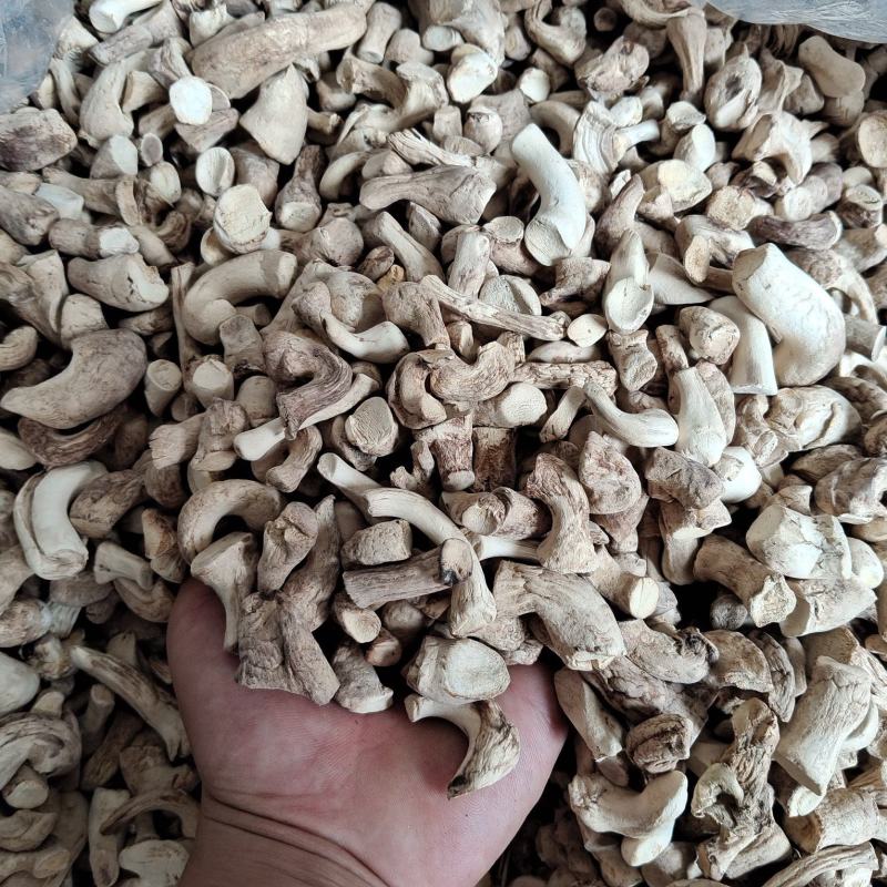 精品双剪香菇脚（香菇腿）产地直发，双剪率百分之九十五以