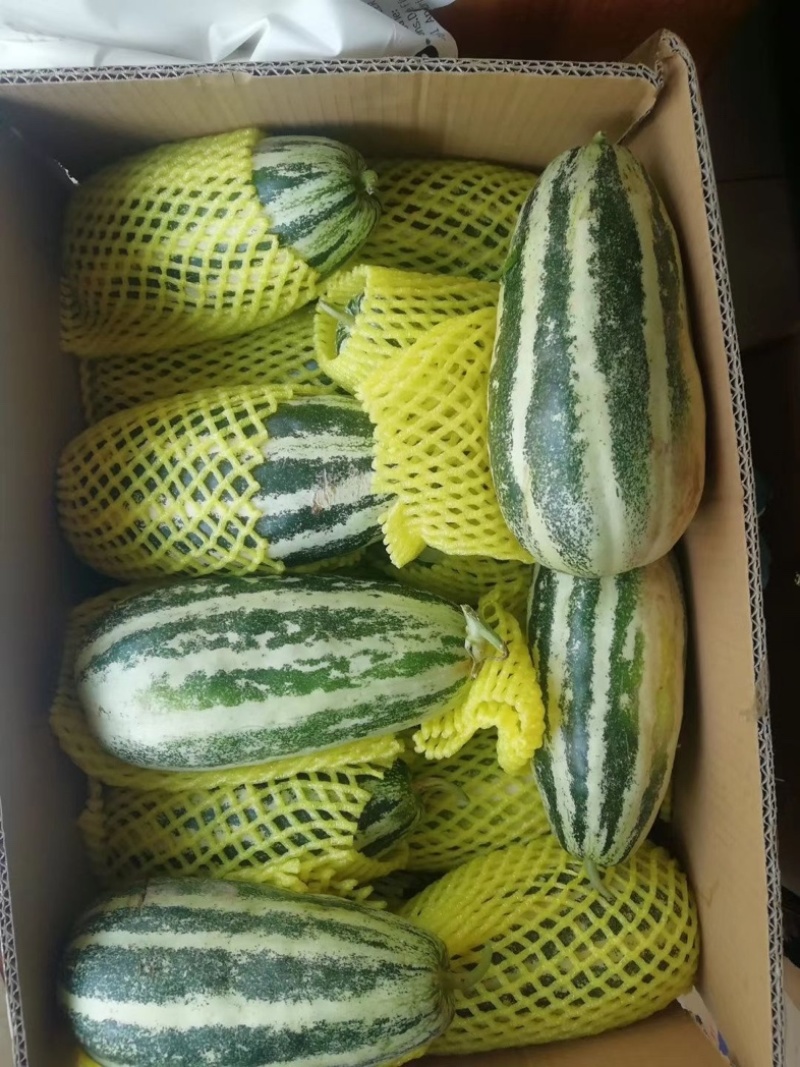 【精品】博洋9号甜瓜，新鲜上市，对接：电商，市场，各级商超