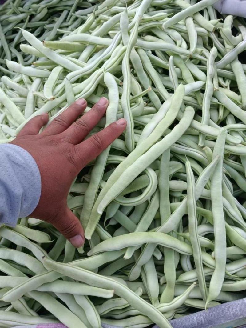 白不老芸豆大量供应，新鲜采摘量大从优，河北邯郸产地直发