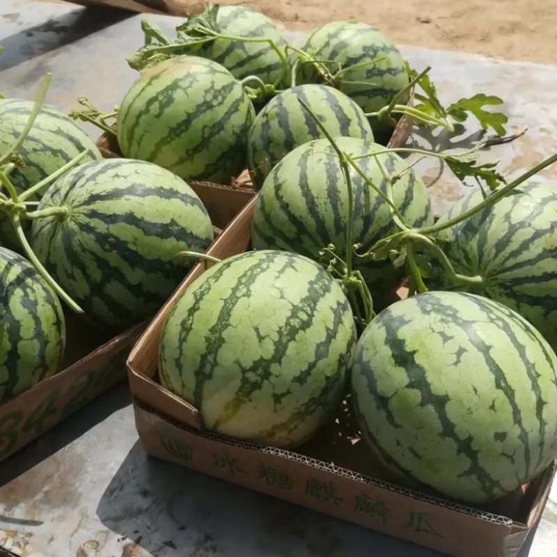 优质西瓜美都硒砂8424西瓜皮薄多汁量大从优