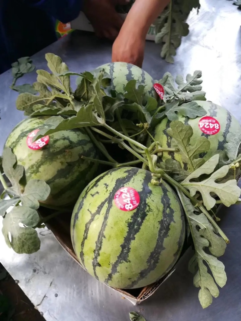 优质西瓜美都硒砂8424西瓜皮薄多汁量大从优