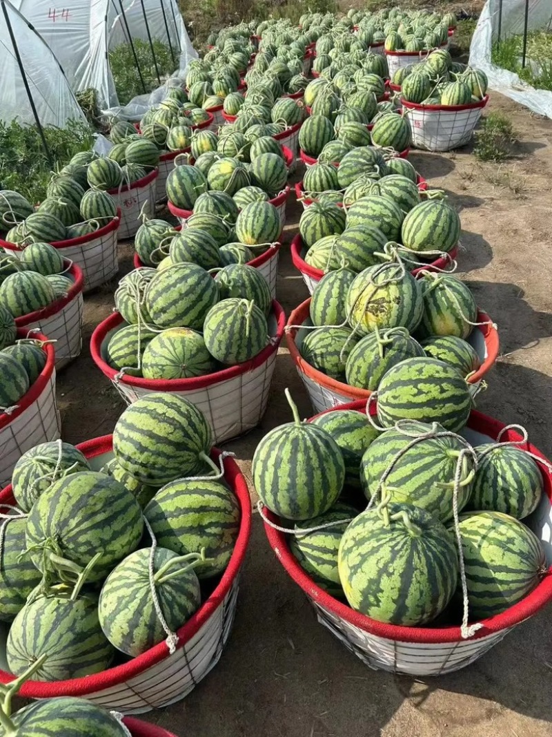 优质西瓜美都硒砂8424西瓜皮薄多汁量大从优