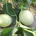 【优选】安阳万亩基地玉菇甜瓜，专业供应，专业代收，量大从优