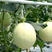 【优选】安阳万亩基地玉菇甜瓜，专业供应，专业代收，量大从优