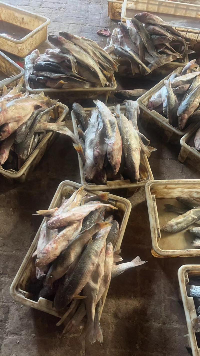 渤海湾咸梭鱼海鱼批发零售一件代发对接电商社区团购