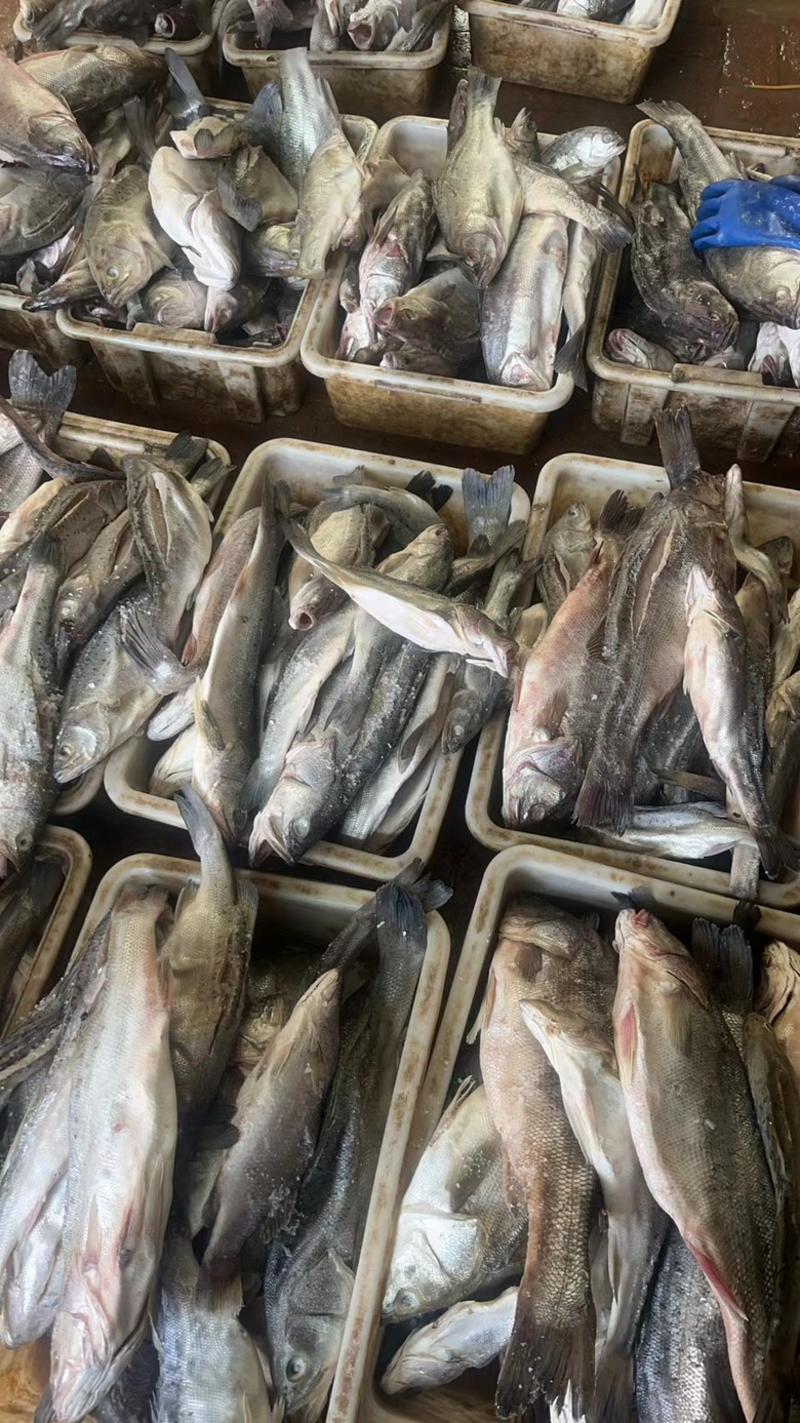 渤海湾咸梭鱼海鱼批发零售一件代发对接电商社区团购