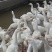 三花大鹅