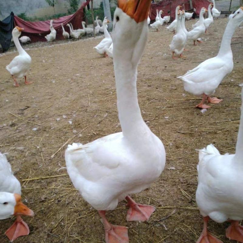 三花大鹅