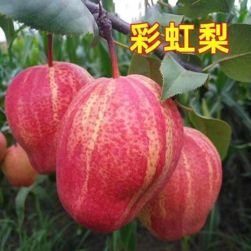 彩虹梨秋月梨翠冠梨带土带果发货矮化梨树新品种
