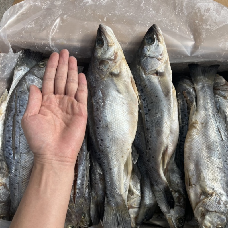 山东咸鲈鱼海鱼批发零售对接个大电商社区团购一件代发