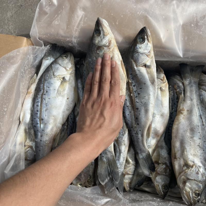 山东咸鲈鱼海鱼批发零售对接个大电商社区团购一件代发