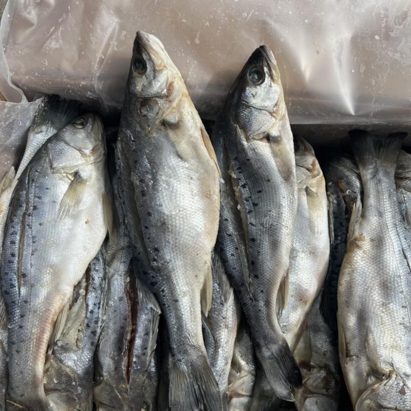 山东咸鲈鱼海鱼批发零售对接个大电商社区团购一件代发