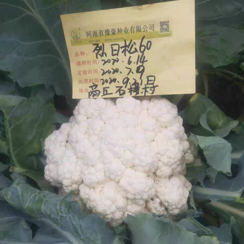 免盖球松花菜种子烈日松60松花菜种子早熟耐热青梗松花菜花种籽