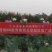 免盖球松花菜种子烈日松60松花菜种子早熟耐热青梗松花菜花种籽