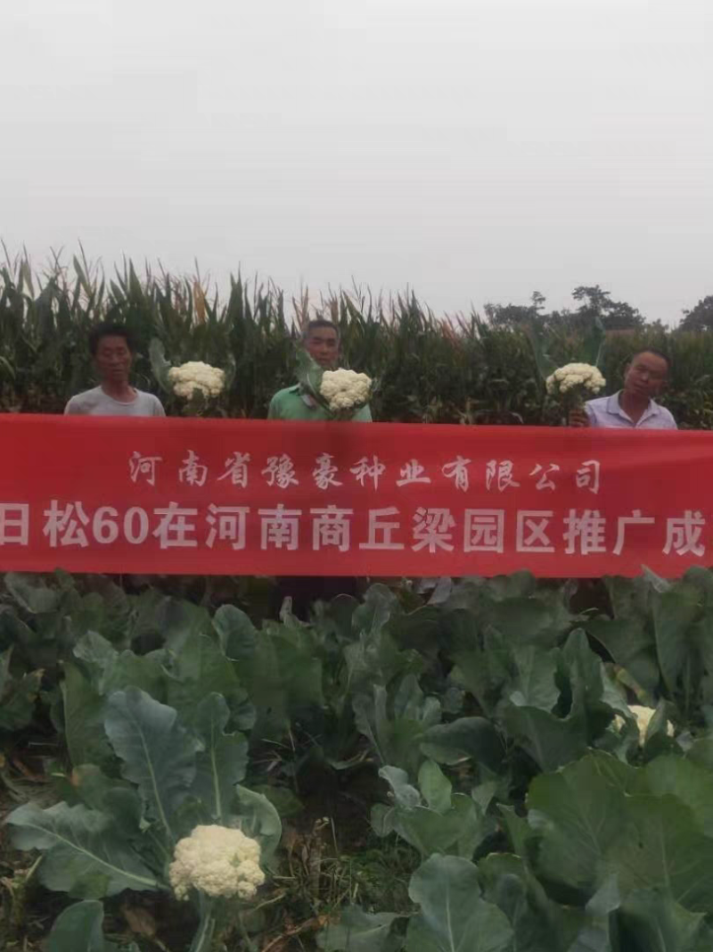 免盖球松花菜种子烈日松60松花菜种子早熟耐热青梗松花菜花种籽