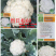 免盖球松花菜种子烈日松60松花菜种子早熟耐热青梗松花菜花种籽