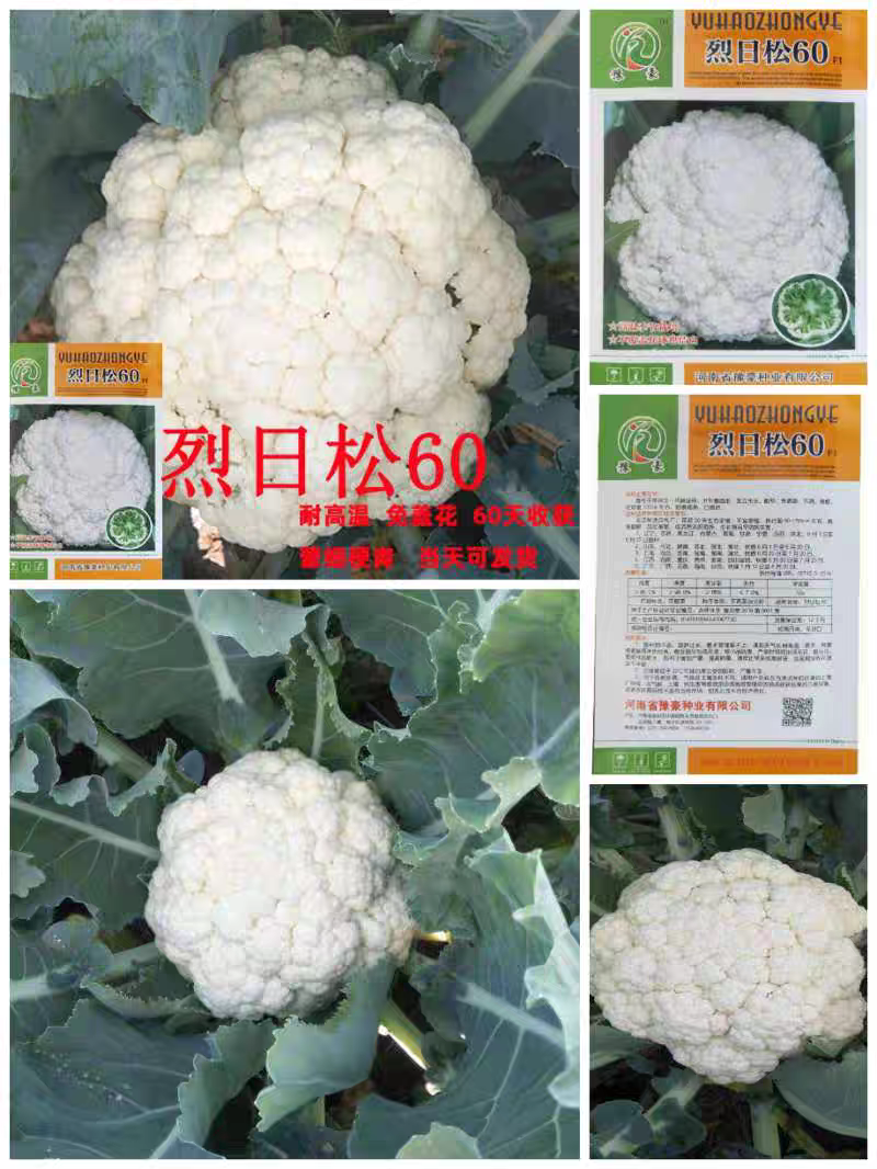 免盖球松花菜种子烈日松60松花菜种子早熟耐热青梗松花菜花种籽