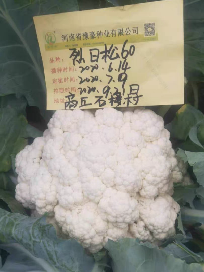 免盖球松花菜种子烈日松60松花菜种子早熟耐热青梗松花菜花种籽