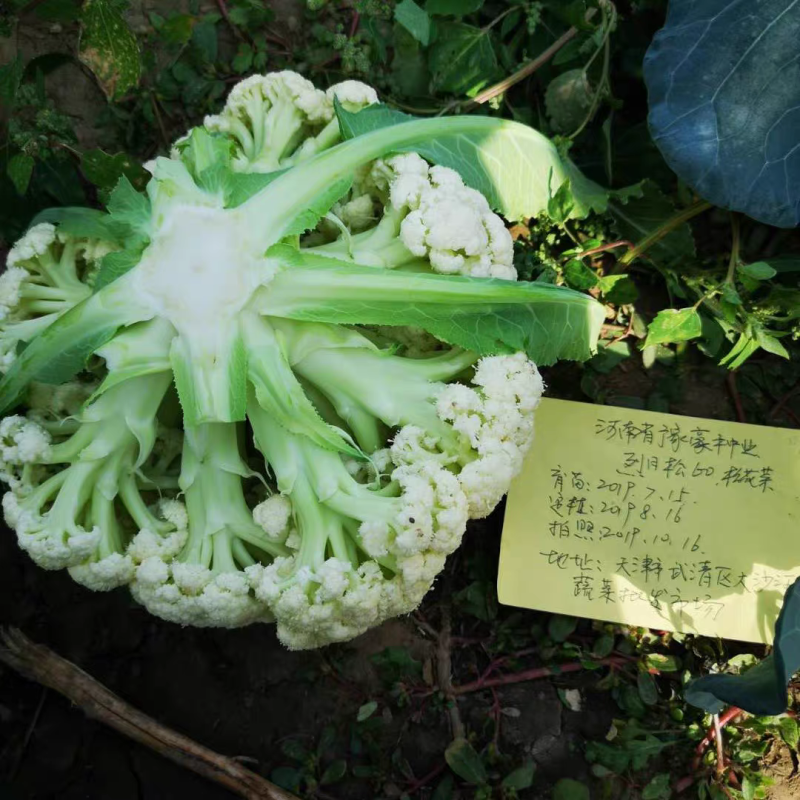 免盖球松花菜种子烈日松60松花菜种子早熟耐热青梗松花菜花种籽