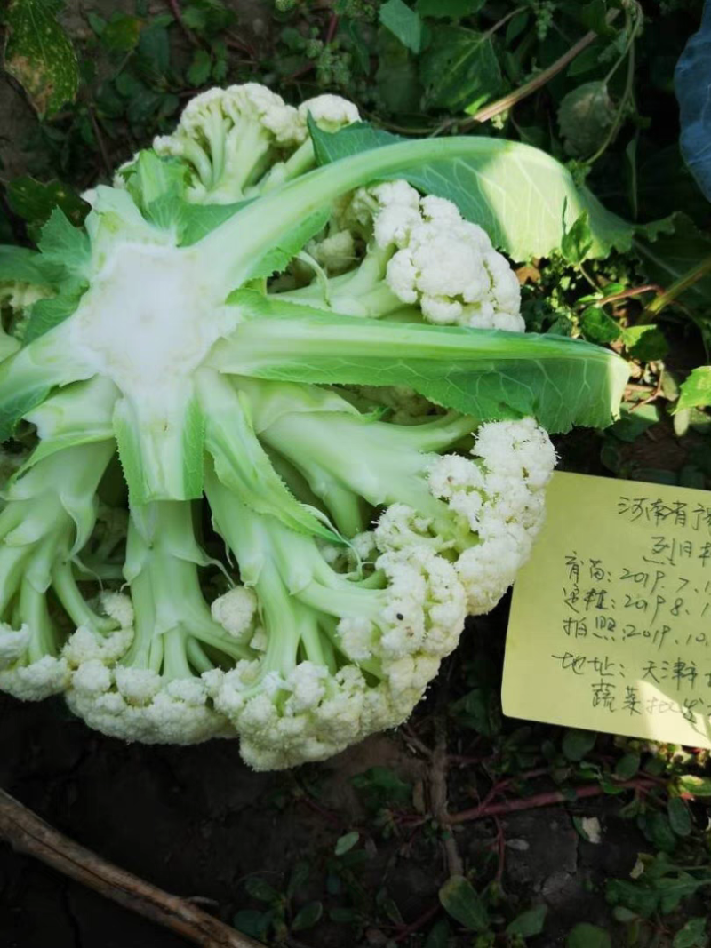 免盖球松花菜种子烈日松60松花菜种子早熟耐热青梗松花菜花种籽