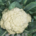 免盖球松花菜种子烈日松60松花菜种子早熟耐热青梗松花菜花种籽
