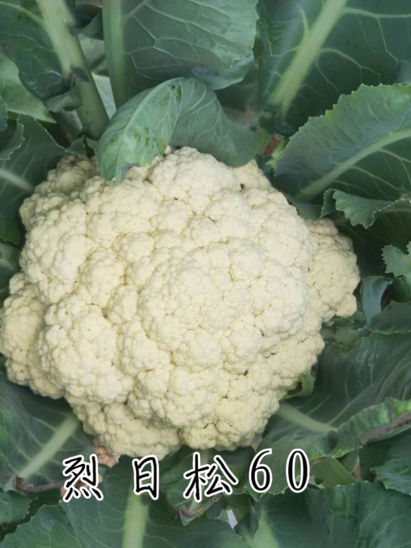 免盖球松花菜种子烈日松60松花菜种子早熟耐热青梗松花菜花种籽