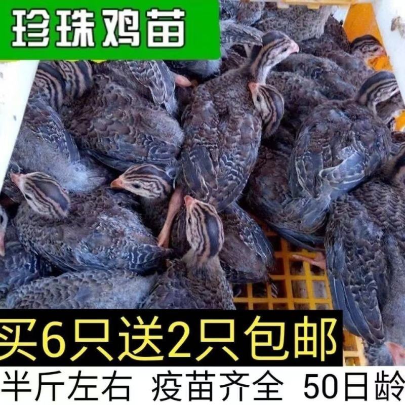 珍珠鸡