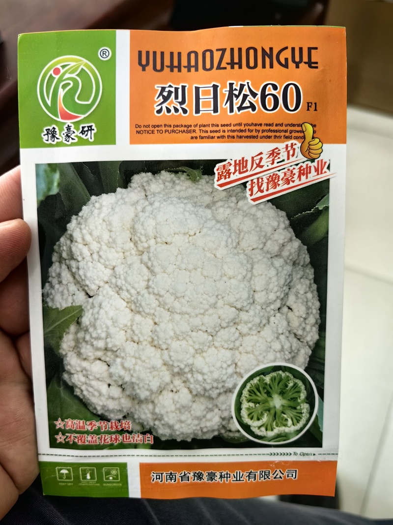 免盖球松花菜种子烈日松60松花菜种子早熟耐热青梗松花菜花种籽