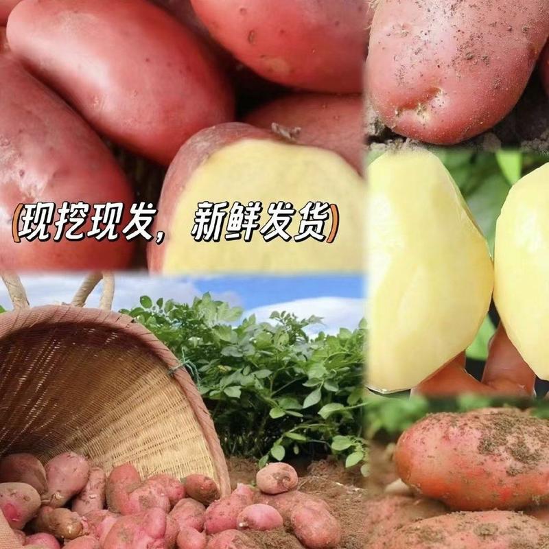 云南高山红皮土豆大量供应现挖现发量大从优，欢迎视频验货。