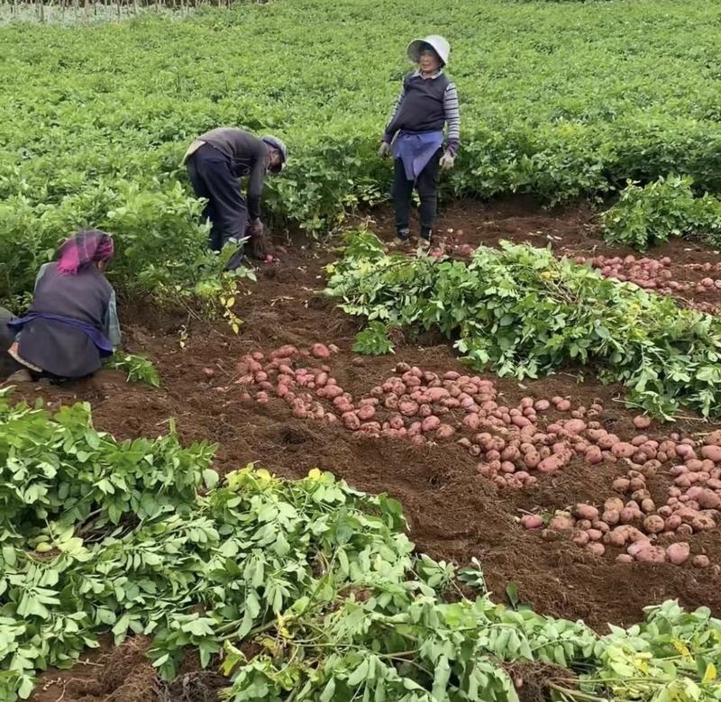 云南高山红皮土豆大量供应现挖现发量大从优，欢迎视频验货。