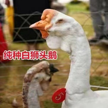 纯种狮头鹅