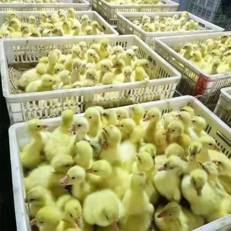 纯种狮头鹅