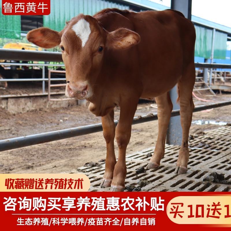 黄牛