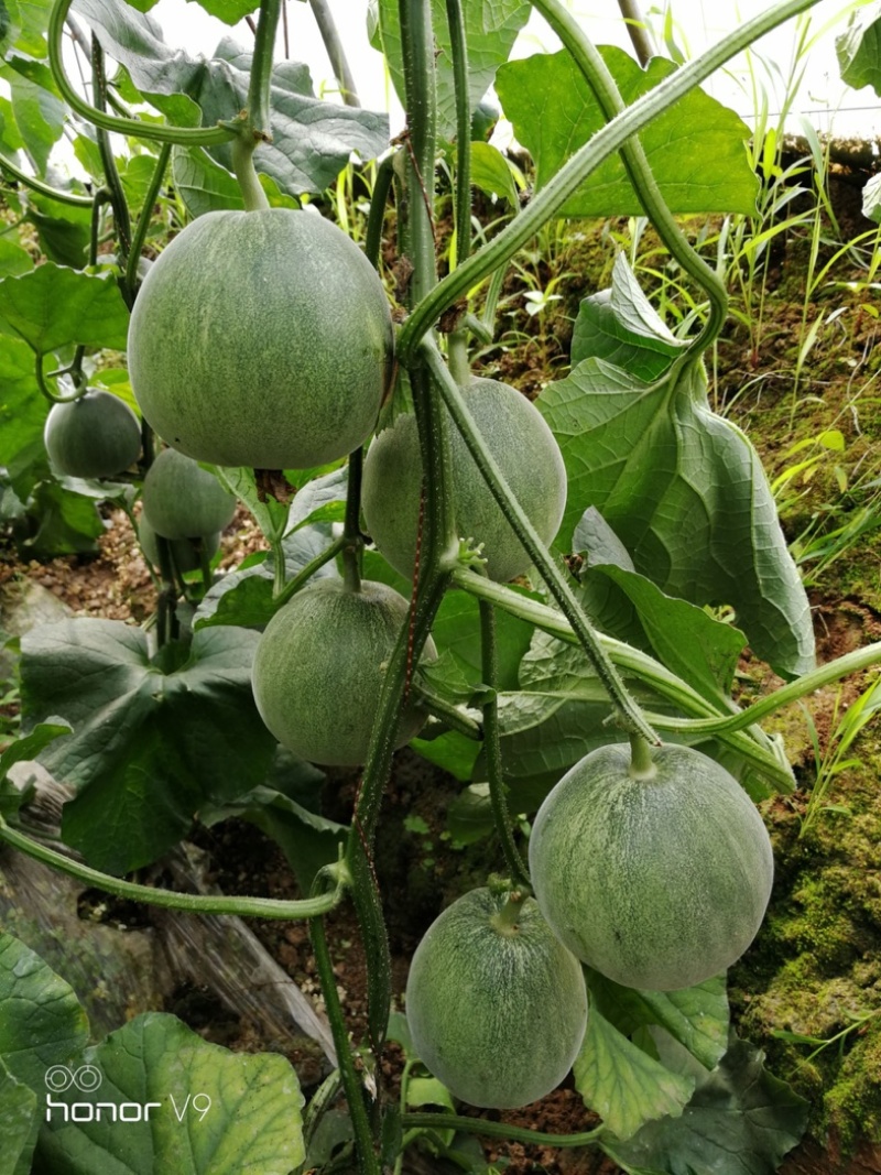 【实力代办】绿宝甜瓜，河南甜瓜，果型圆，糖度高，大量供应